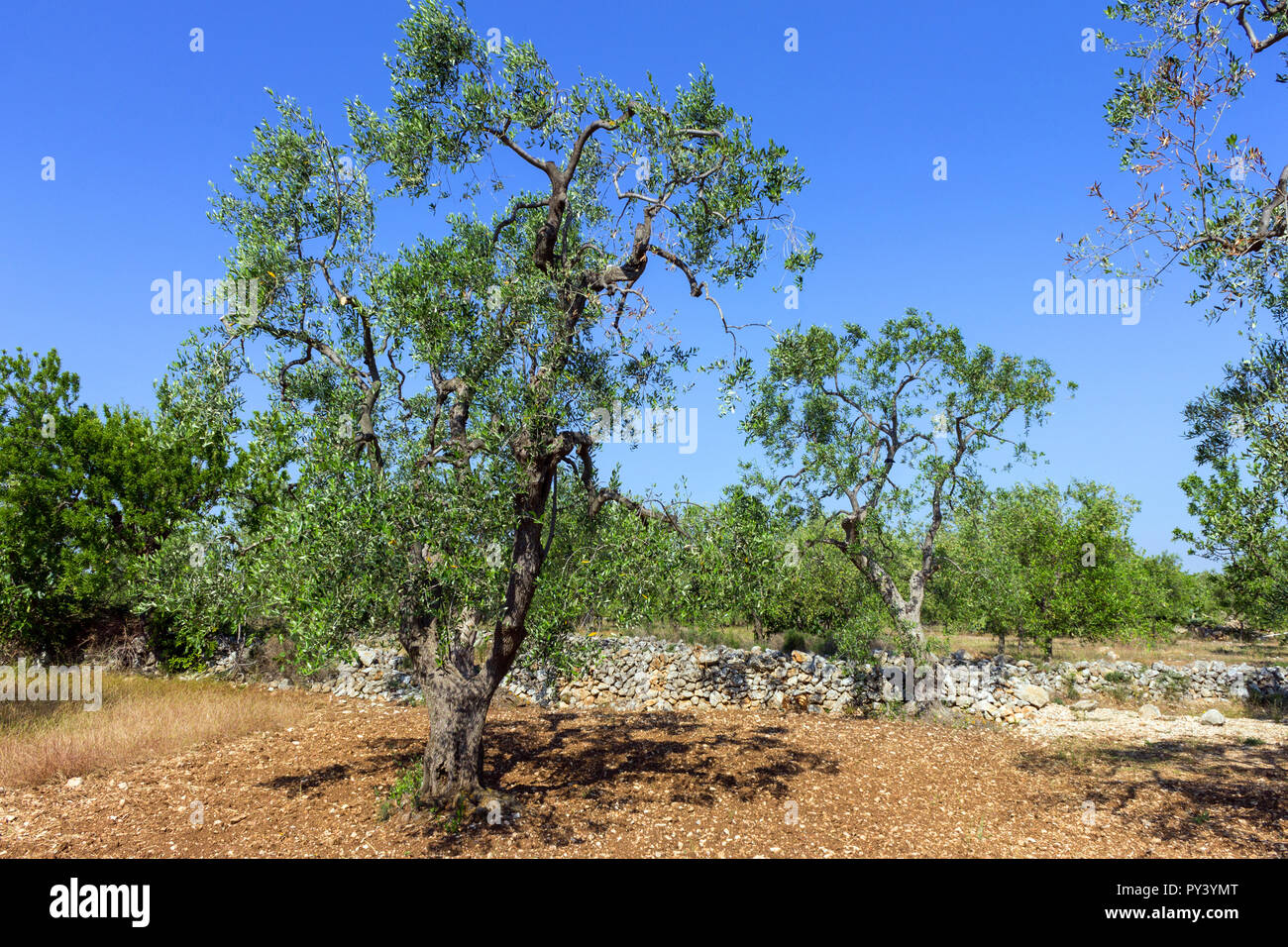 Italy, Apulia, olive trees Stock Photo