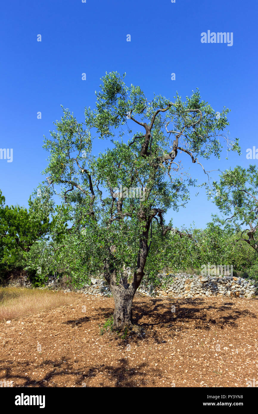 Italy, Apulia, olive trees Stock Photo