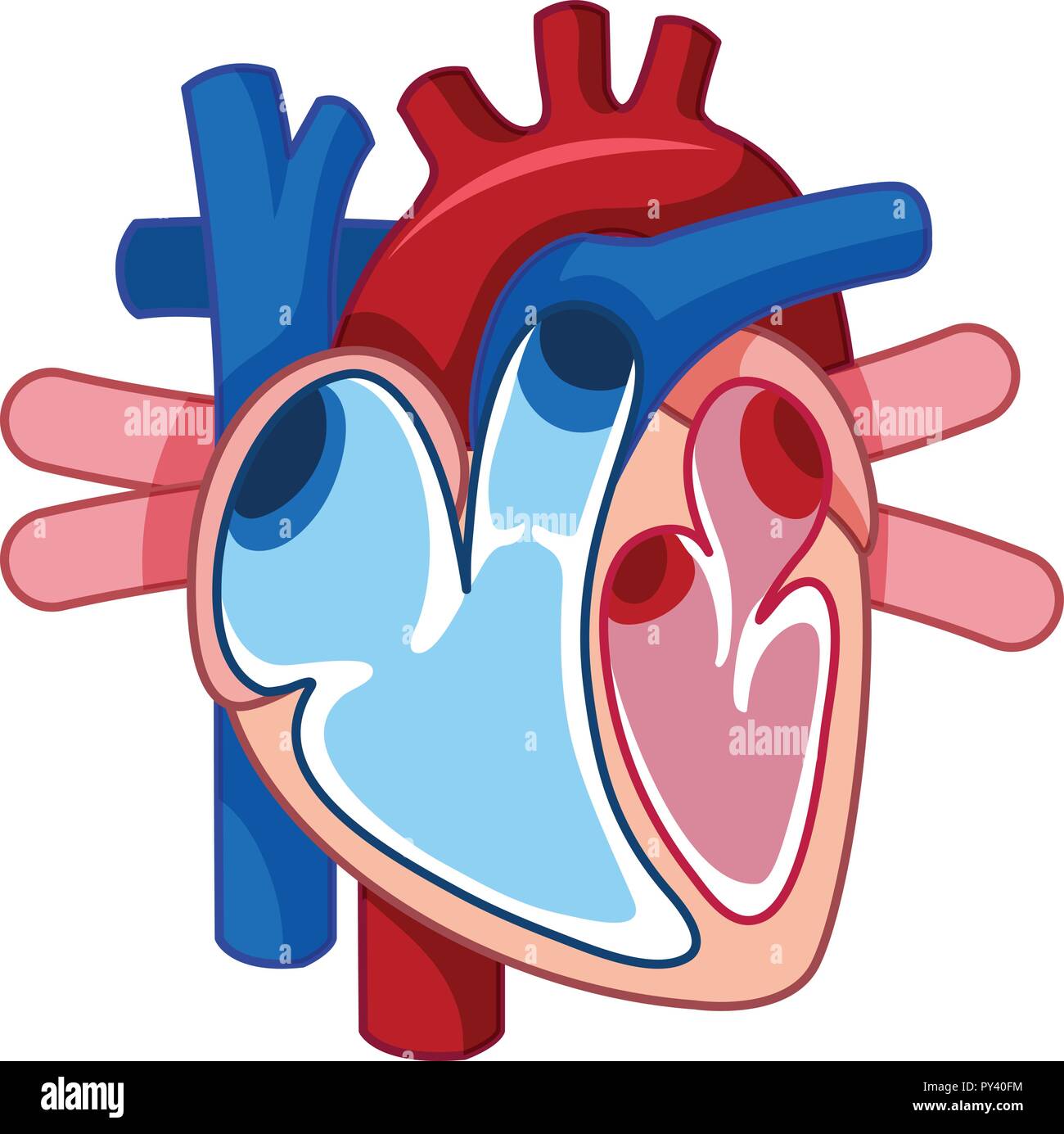 A Human Heart on White Background illustration Stock Vector Image & Art ...