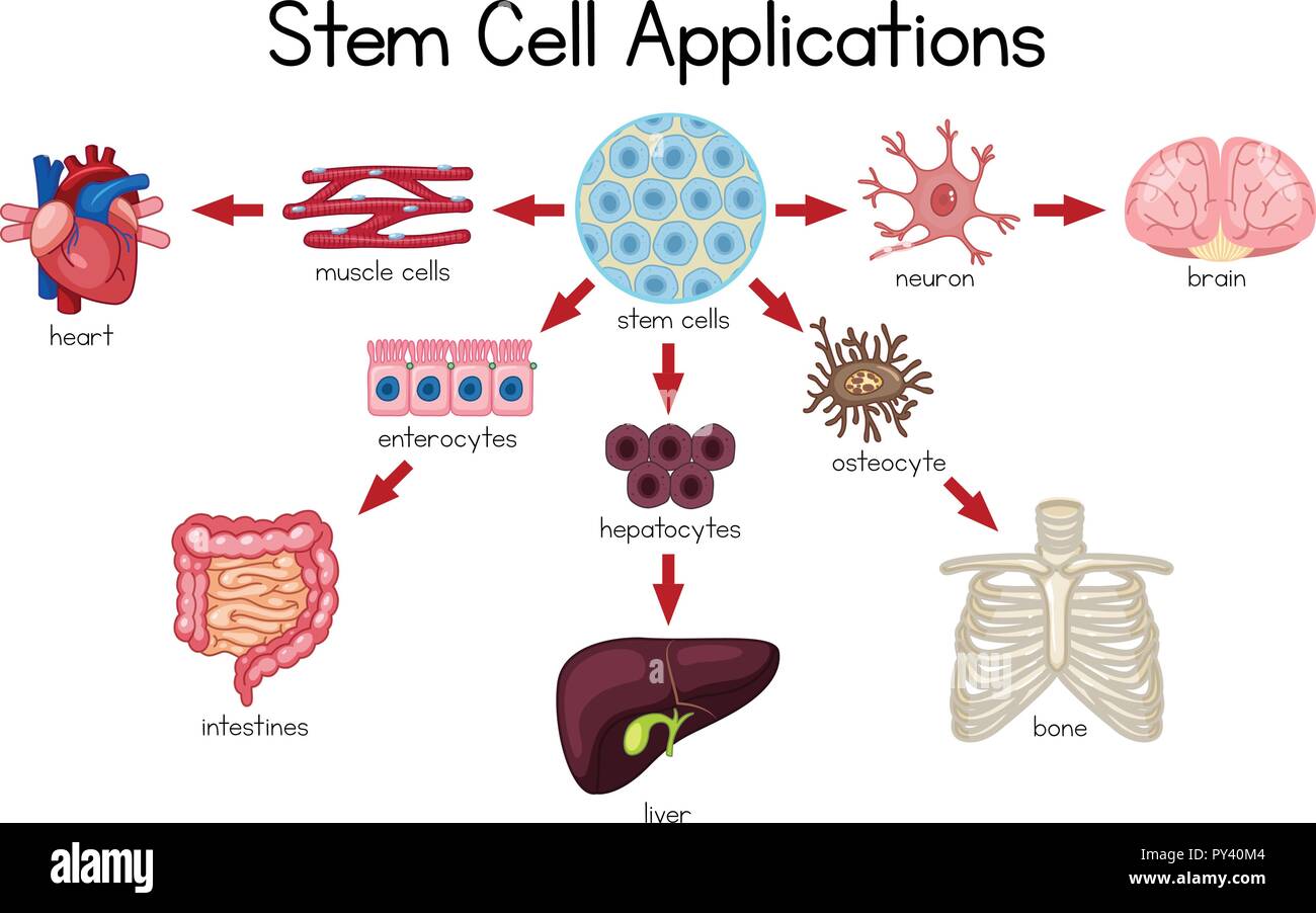 Stem Cell Applications diagram illustration Stock Vector