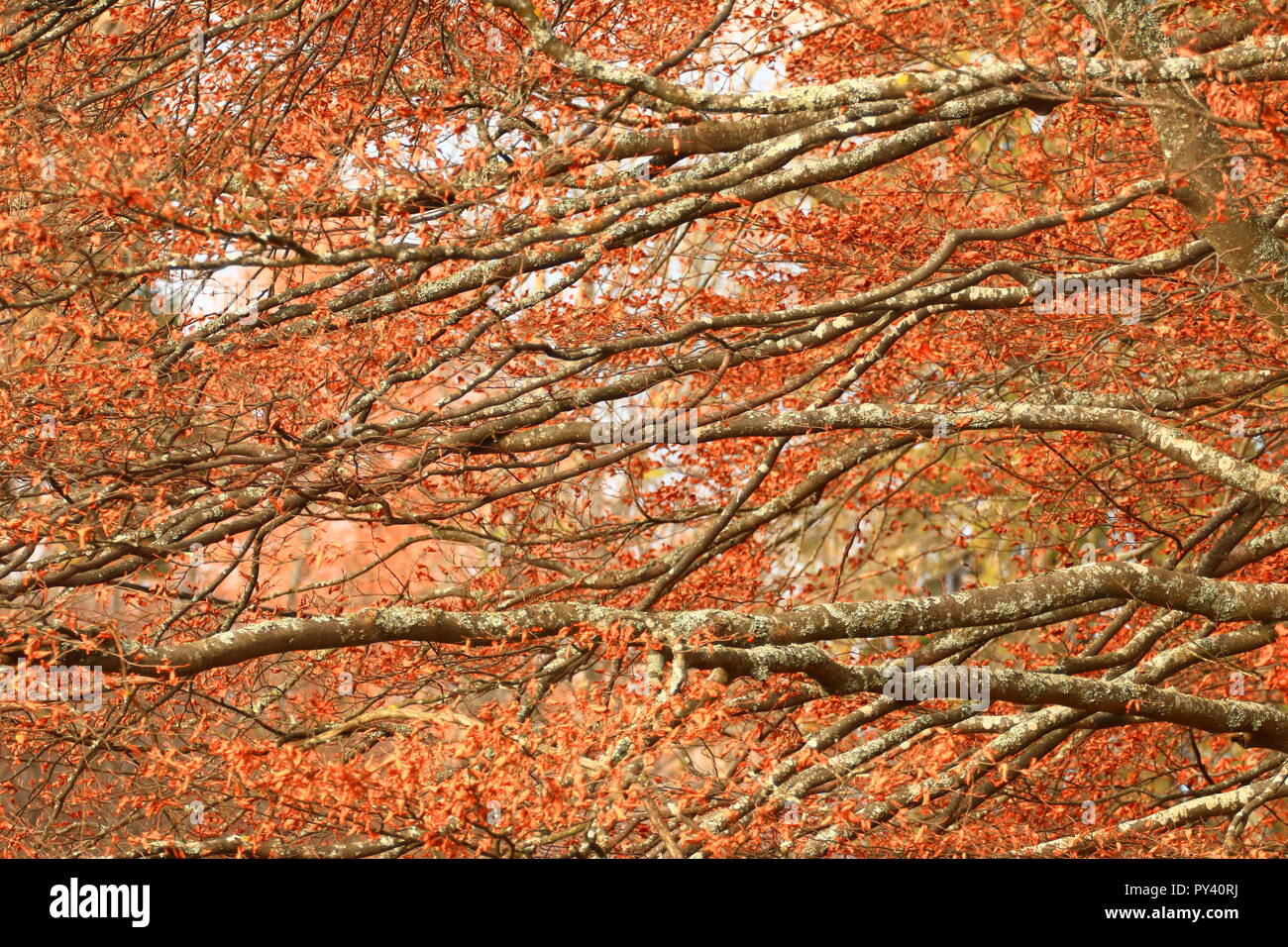 Beech tree in fall Stock Photo