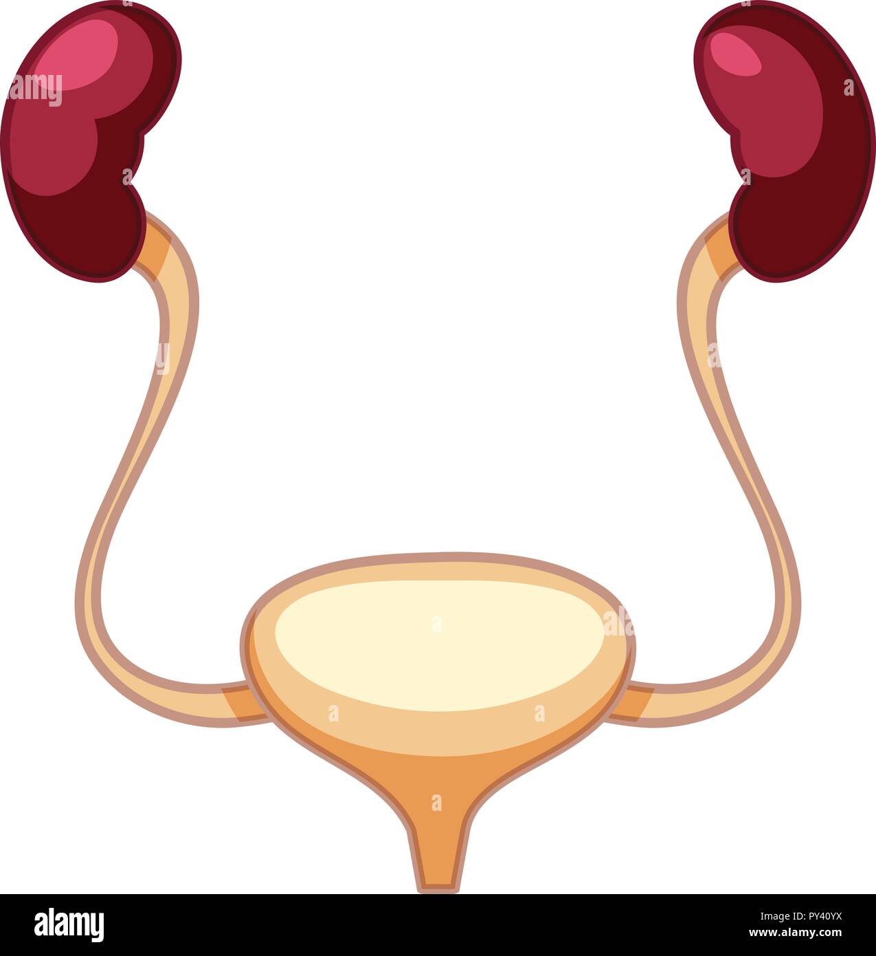 Human Kidney and Bladder System illustration Stock Vector Image & Art ...