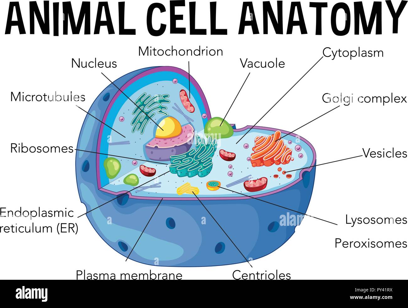 Diagram of animal cell anatomy illustration Stock Vector Image & Art