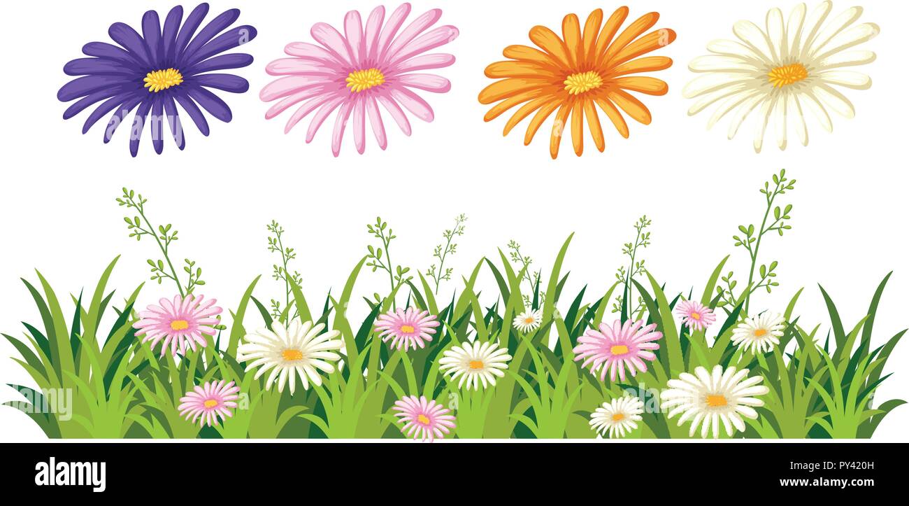 Beautiful daisy flower on white background illustration Stock Vector ...