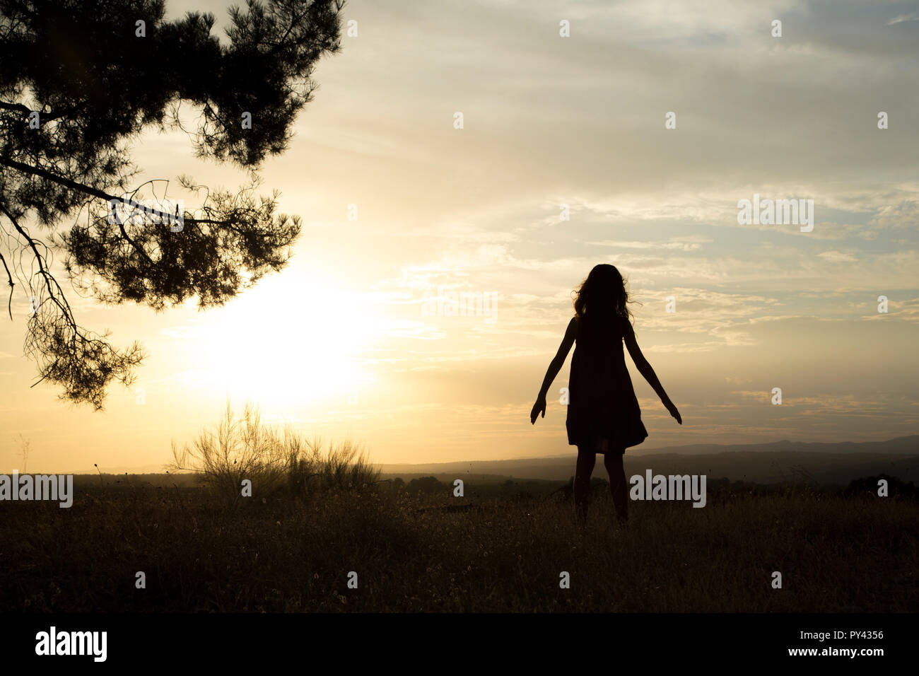 Backlight pine hi-res stock photography and images - Alamy