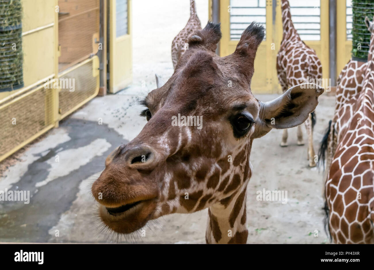 Closeup portrait of Reticulated giraffe (Giraffa camelopardalis reticulata), also known as the Somali giraffe. Stock Photo