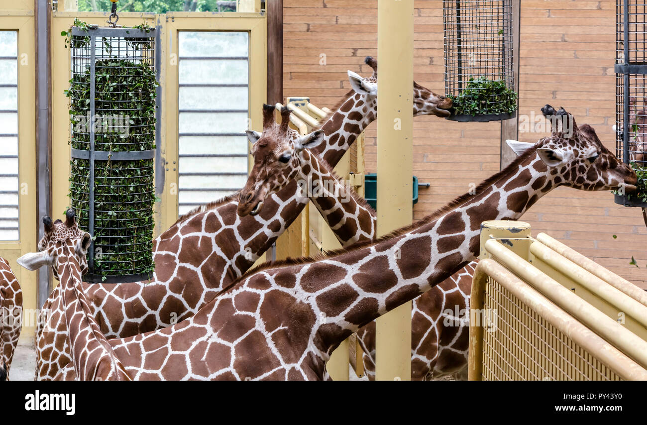 Reticulated giraffes (Giraffa camelopardalis reticulata), also known as the Somali giraffes, eating. Stock Photo