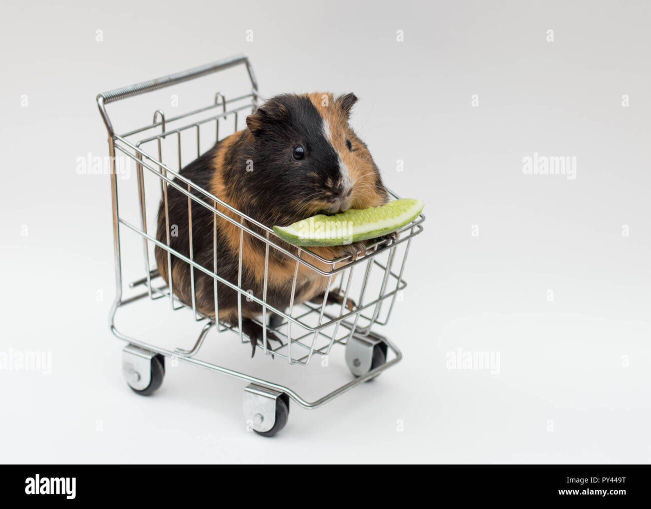 Shop cart animal hi-res stock photography and images - Alamy
