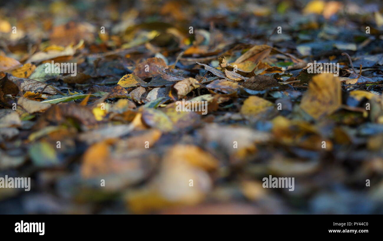 Brown and Yellow Autumn Leaves on the Ground in a Forest Stock Photo ...