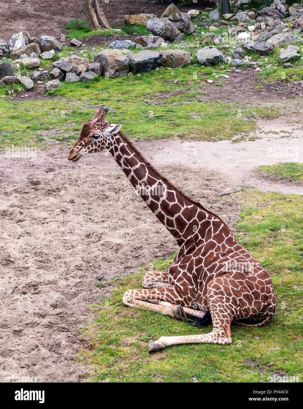 Reticulated giraffe (Giraffa camelopardalis reticulata), also known as the Somali giraffe sitting on lawn. Stock Photo