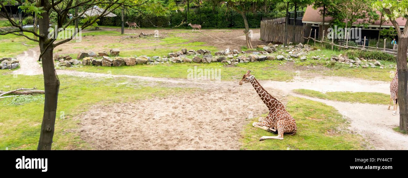 Reticulated giraffe (Giraffa camelopardalis reticulata), also known as the Somali giraffe sitting on lawn. Stock Photo