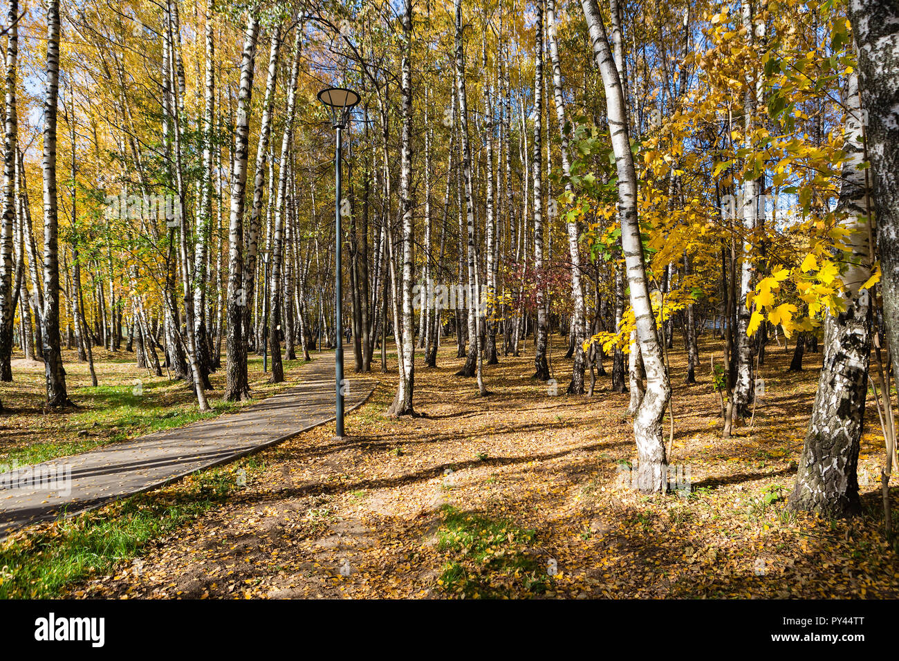 Autumn fall season in a golden birchwood Stock Photo
