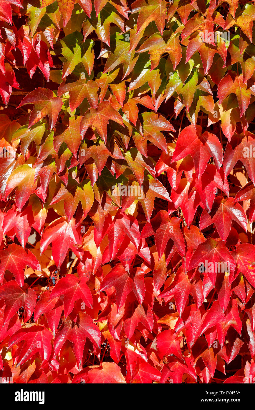 Virginia Creeper, also called American Ivy, Parthenocissus quinquefolia