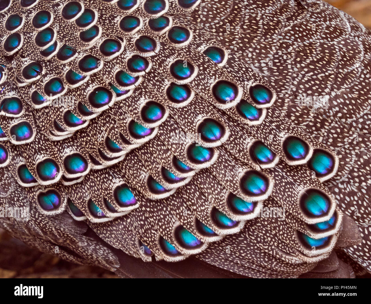 Grey peacock-pheasant  Polyplectron bicalcaratum Stock Photo