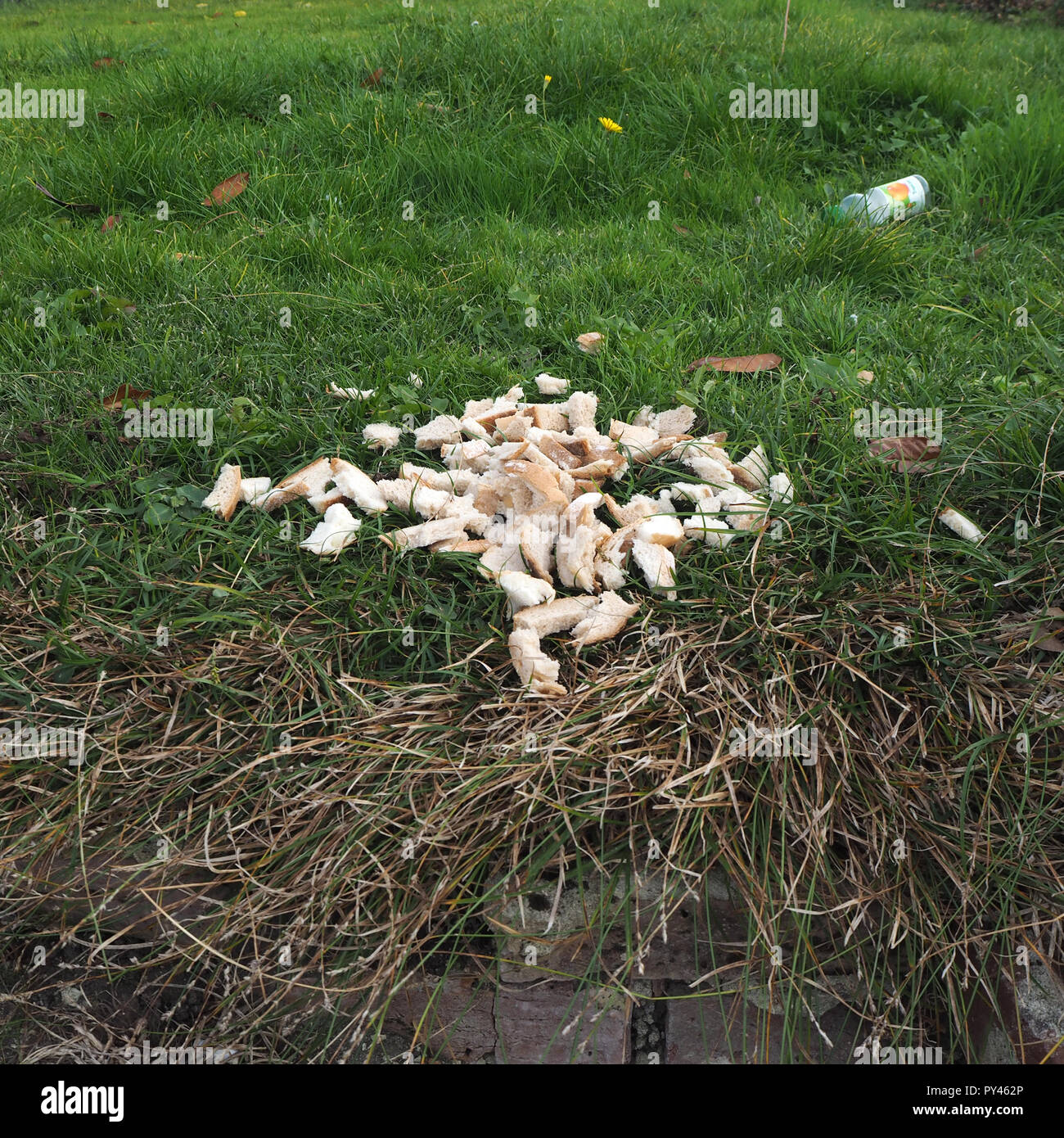 White bread broken up on lawn for bird food Stock Photo