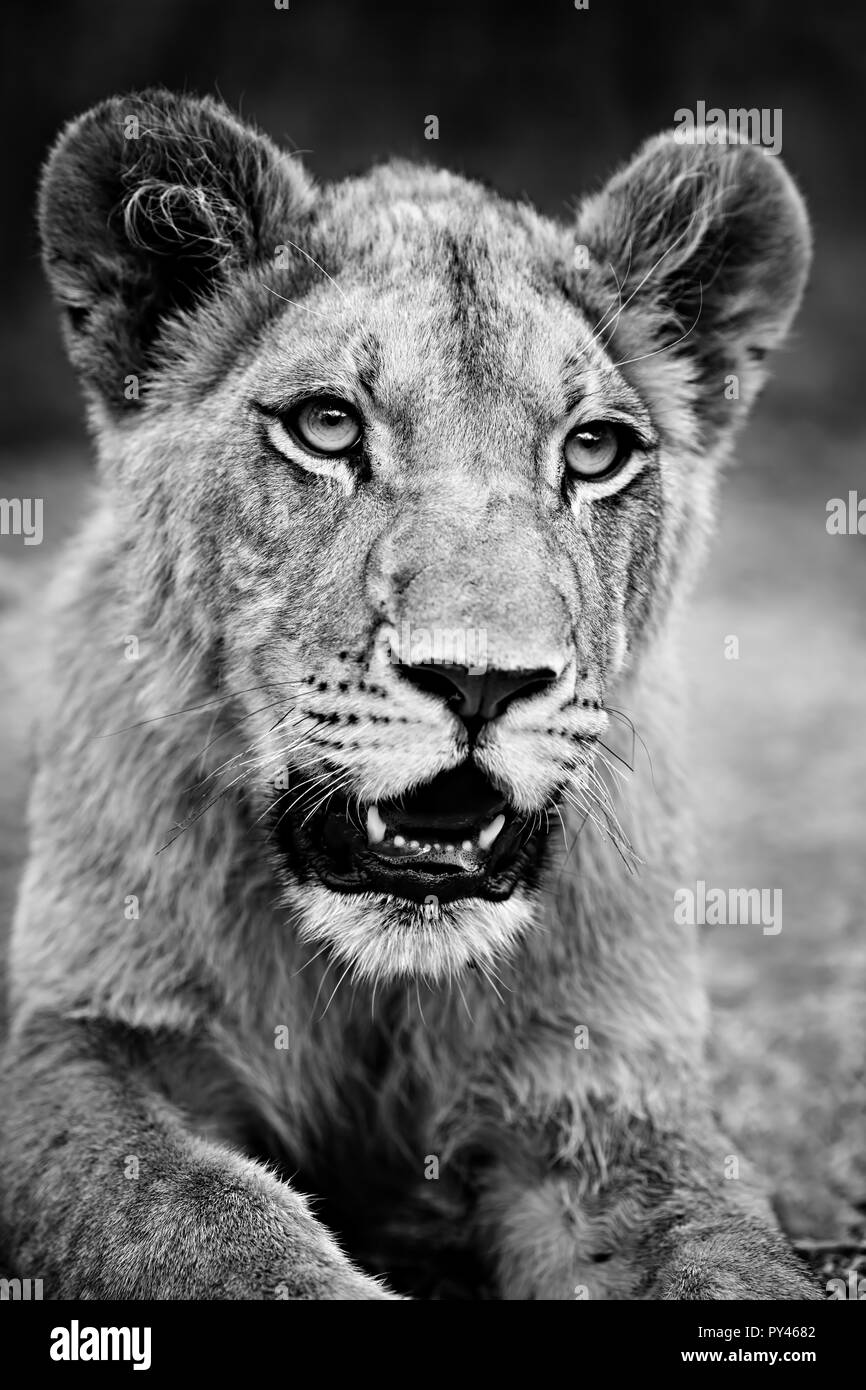 Monochrome lion closeup. Young male lion at rest. Panthera leo Stock ...