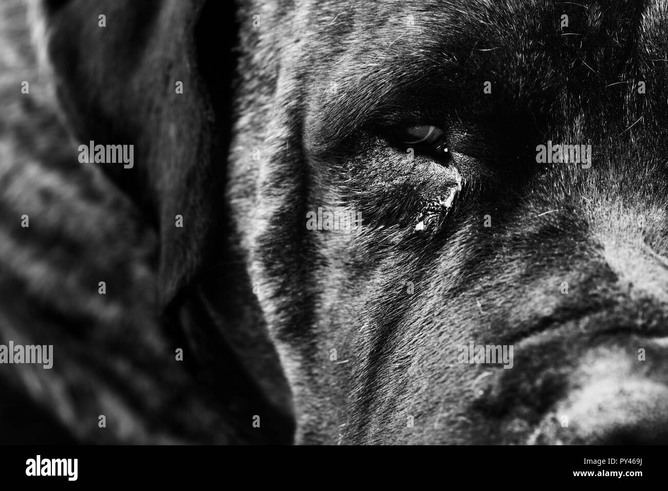 Sad monochrome domestic adult dog Stock Photo