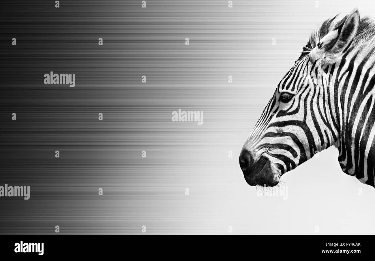 Zebra black and white close-up portrait. Fine art Stock Photo