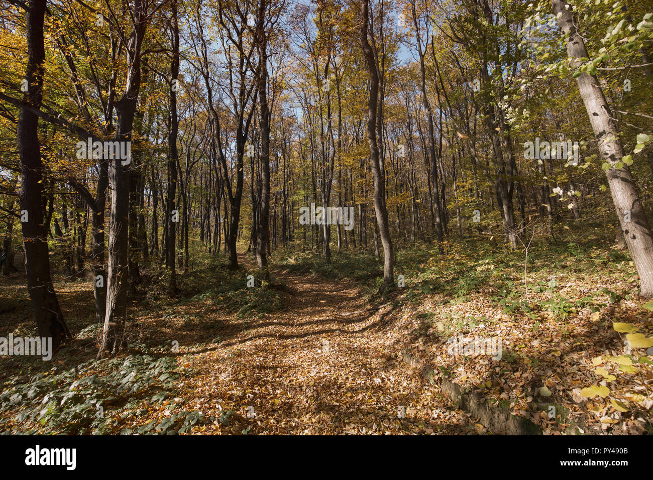 Picture of forest path covered with leaves Stock Photo - Alamy