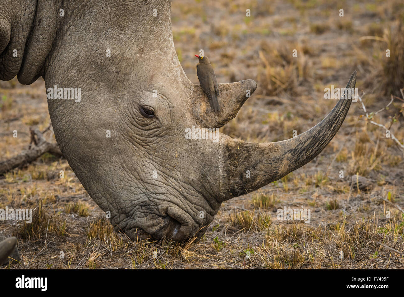 A Rhino and Oxpecker Stock Photo