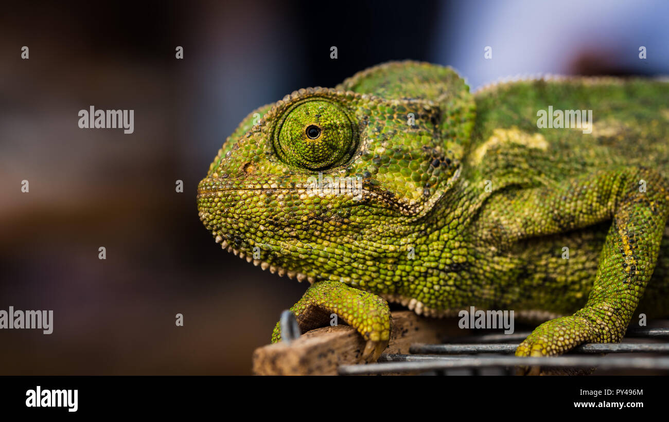 Bright Green Chameleon, relaxing in Marrakesh, Morocco Stock Photo