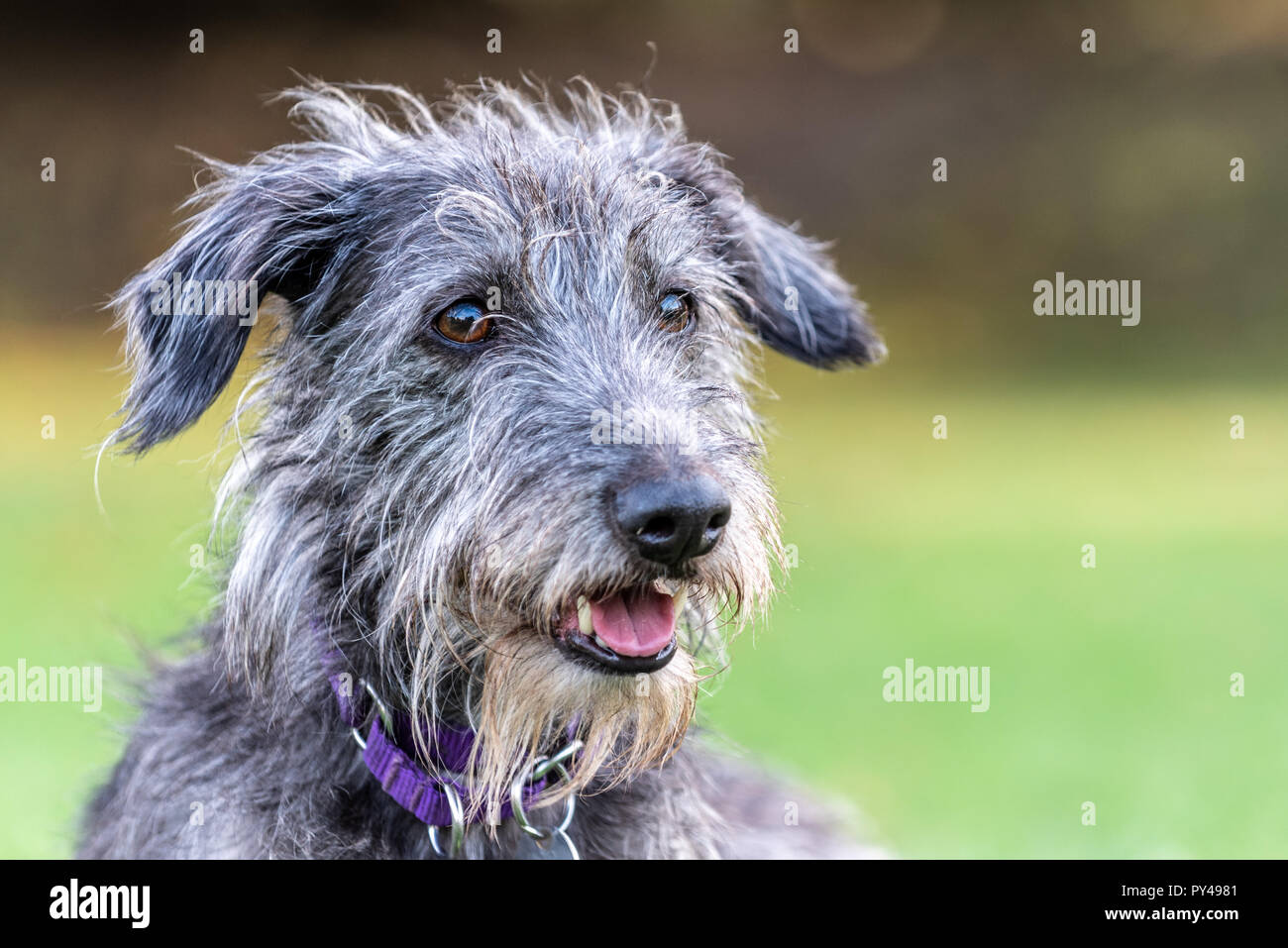 bedlington terrier lurcher