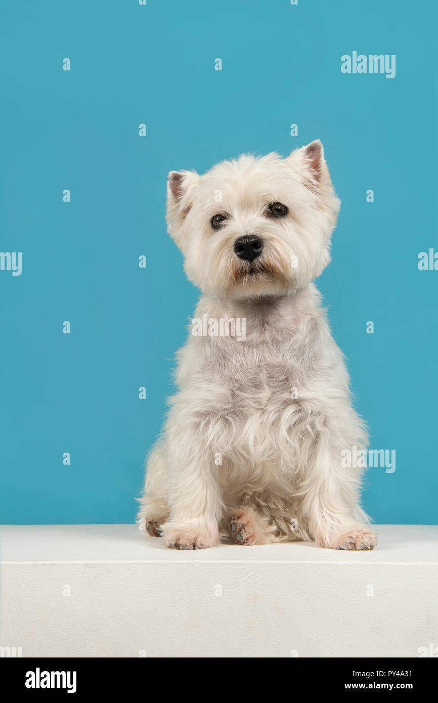 westie blue