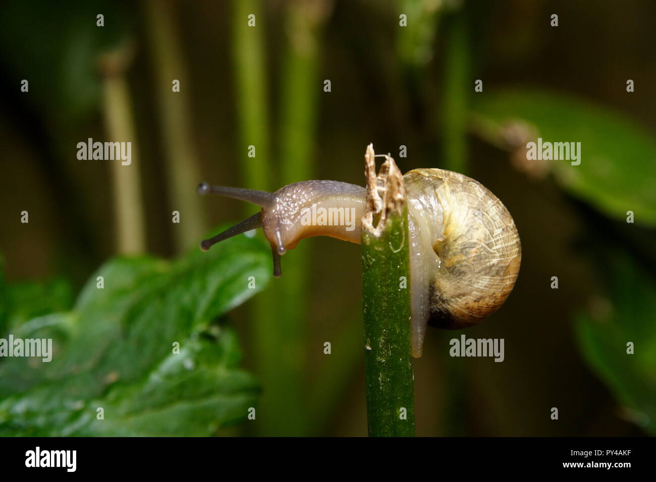 Weed Snail Hi Res Stock Photography And Images Alamy