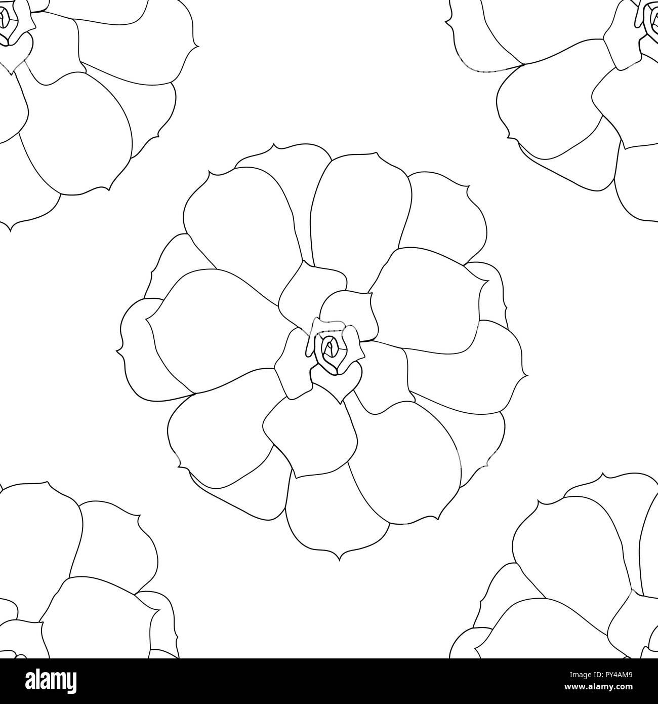 Line art succulent plant Black and White Stock Photos & Images - Alamy