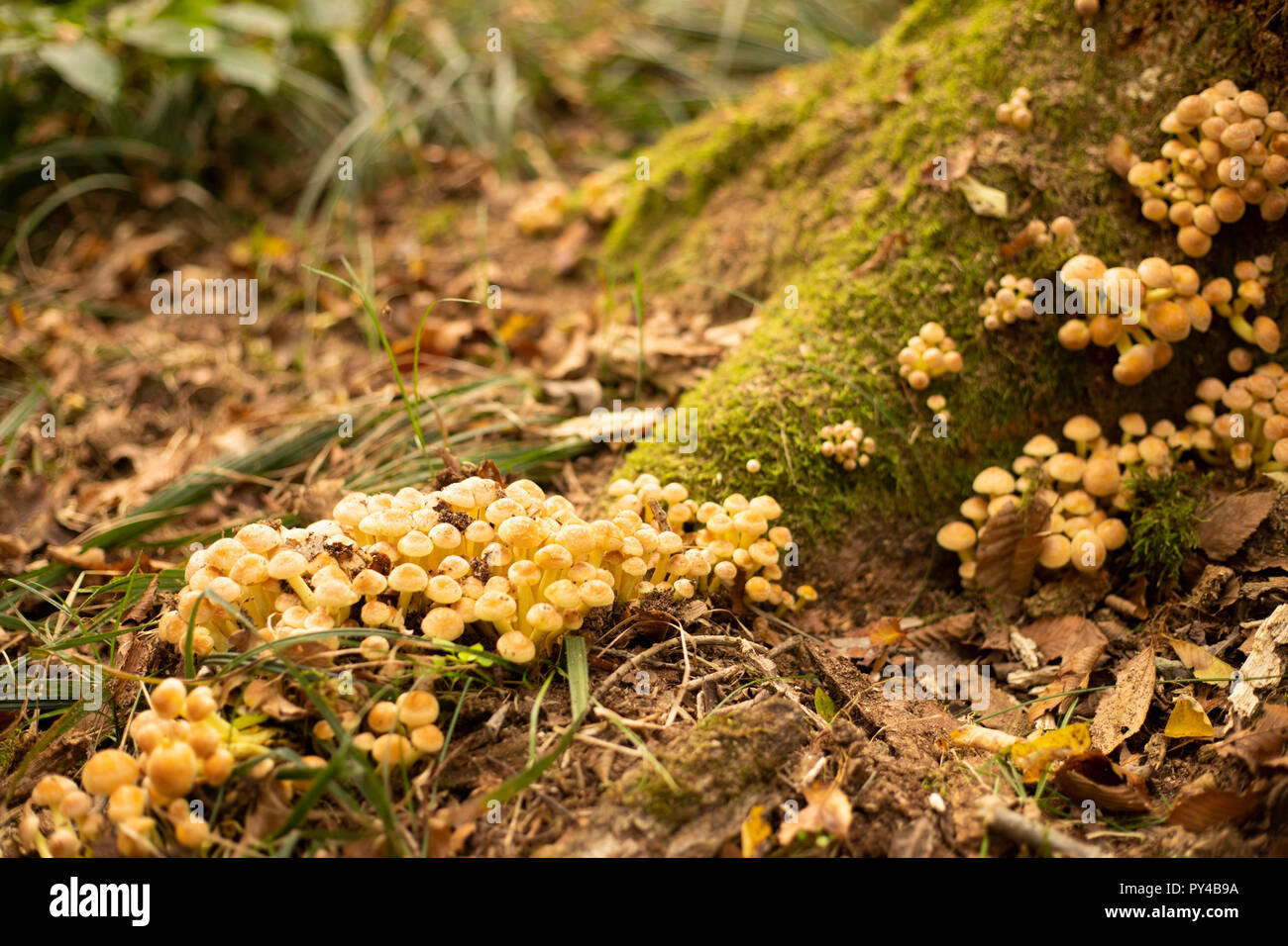 Little yellow honey mushrooms - armillaria mellea - at tree base in autumn. Parco Ticino, La Fagiana, Italy. Stock Photo