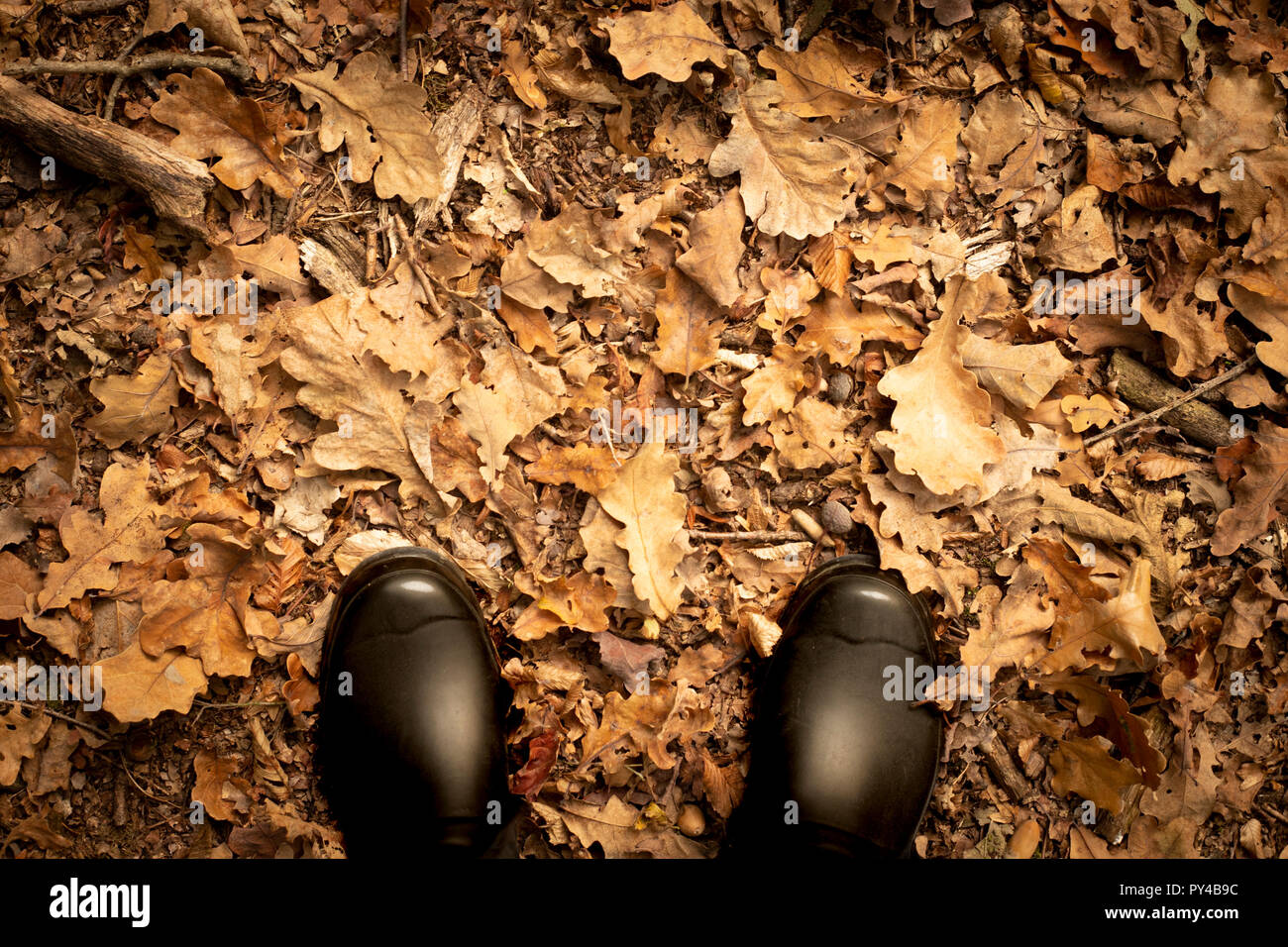 Top view of black rubber rain boots on fallen leaves covered ground. Autumn bakground, wallpaper. Stock Photo