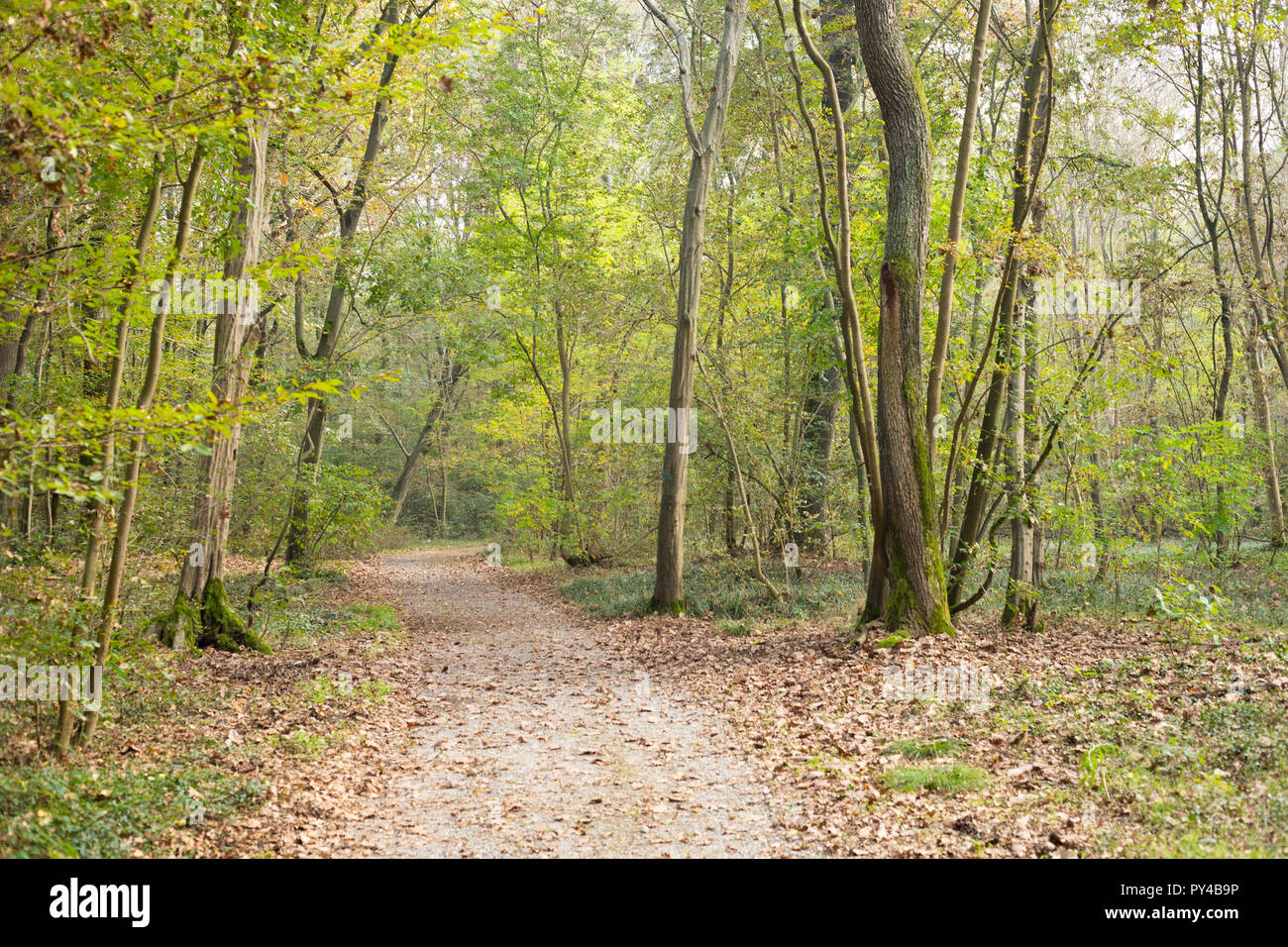 Autumn woodland and pathway landscape in La Fagiana, Parco Ticino, Magenta, Italy. Stock Photo