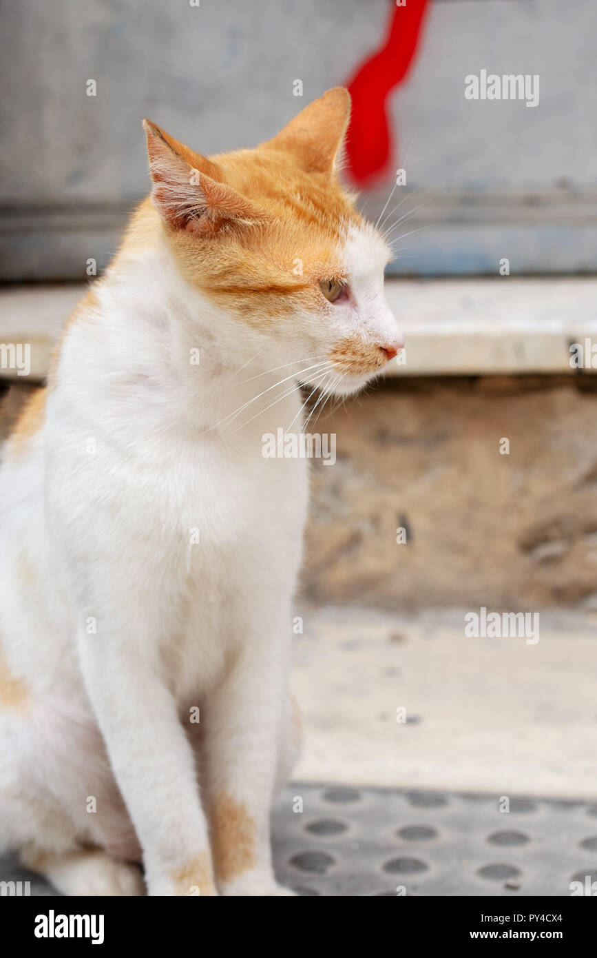 Profile portrait of orange tabby cat sitting on the ground Stock Photo ...