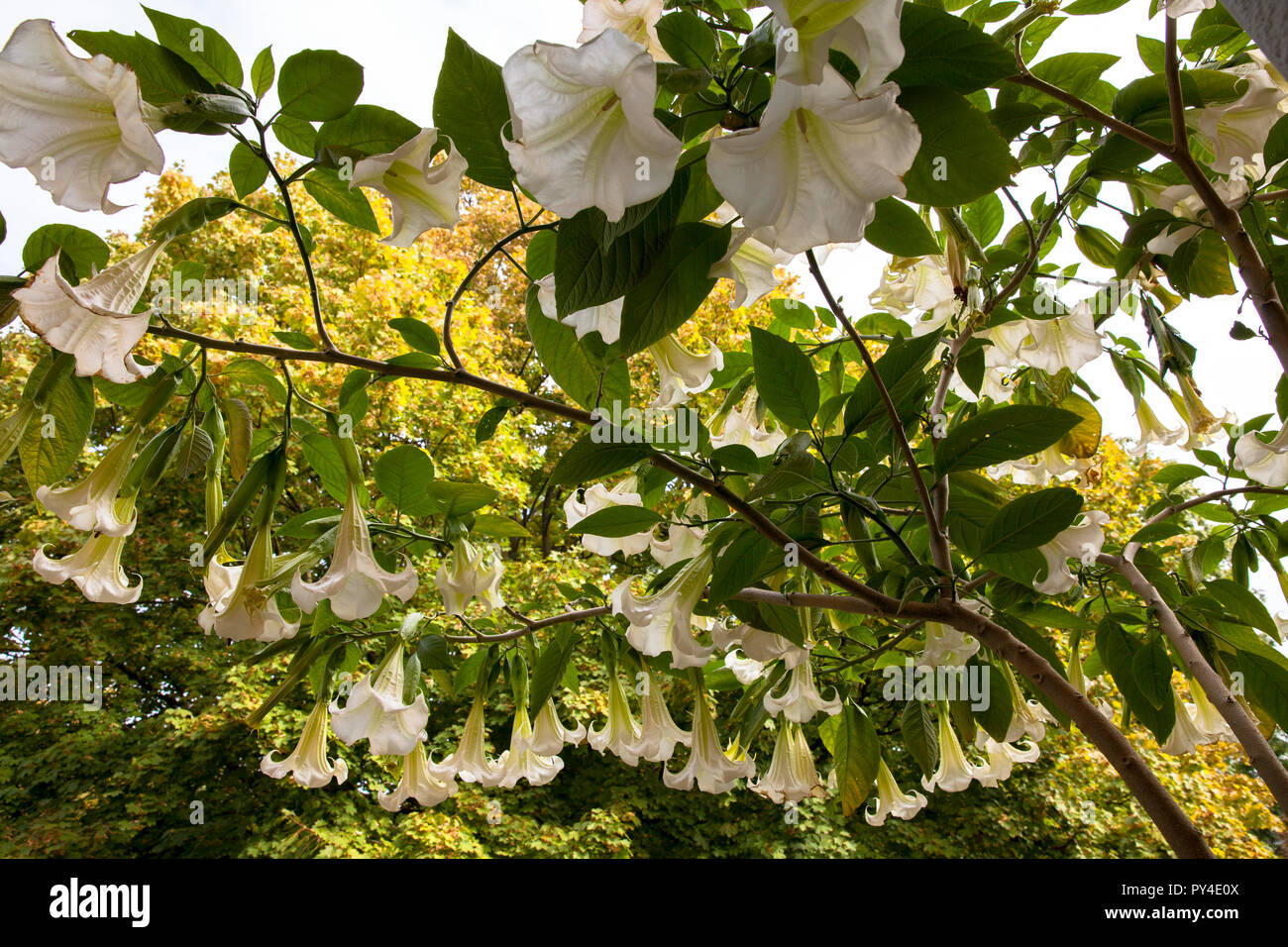 flourishing Angel Trumpet (lat. Brugmansia).  bluehende Engelstrompete (lat. Brugmansia). Stock Photo