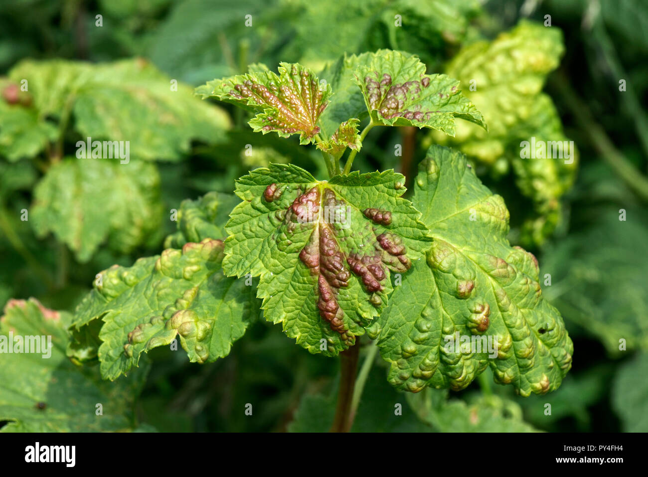 Damage to the leaves of a currant, Ribes sp., caused by currant blister ...