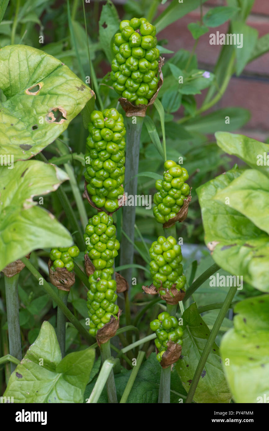 Unripe green fruit or berries on wild arum, cuckoo pint or lords and ladies, Arum maculatum, Berkshire, June Stock Photo