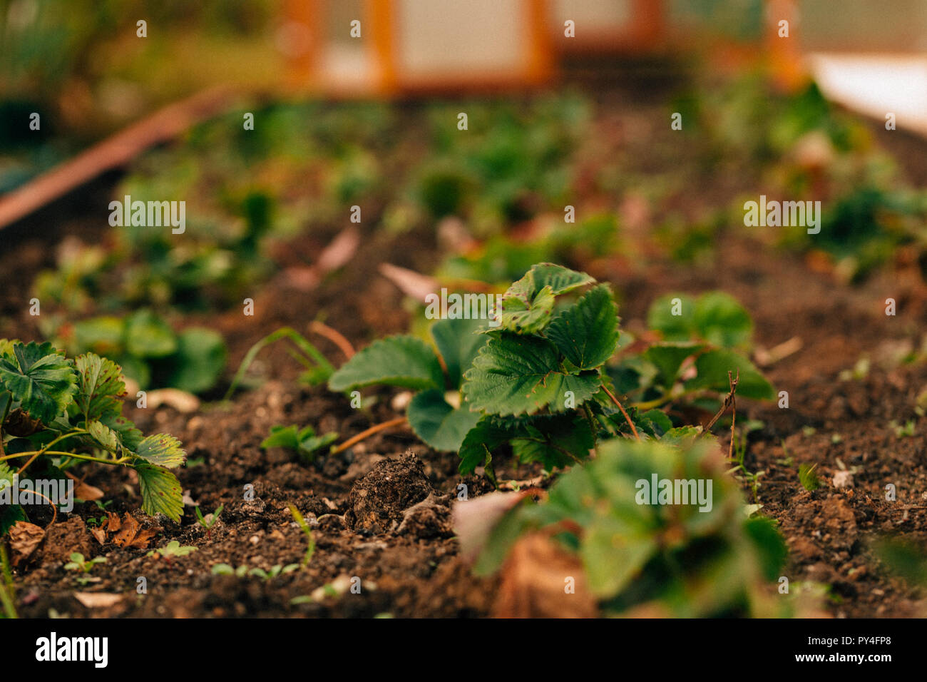 Strawberry bush growing on a garden bed Stock Photo - Alamy