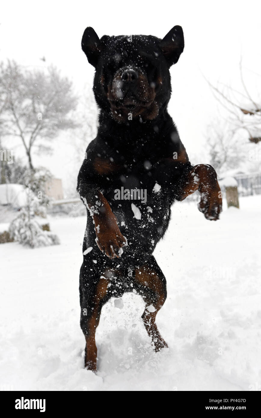 Rottweiler in hotsell the snow