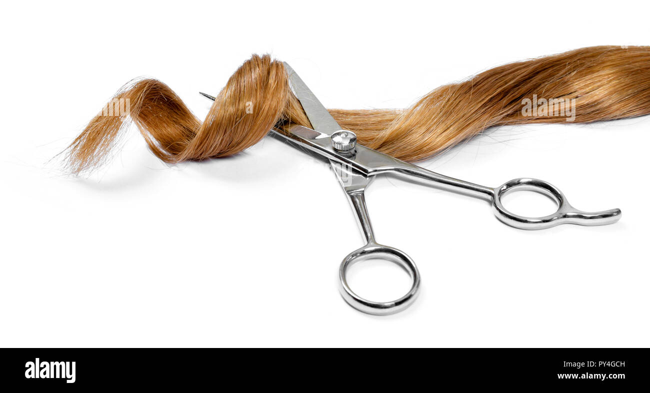Beautiful brown hair and scissors, isolated on white background. Long brunette hair tail, curly and healthy hair, hair cutting theme. Stock Photo