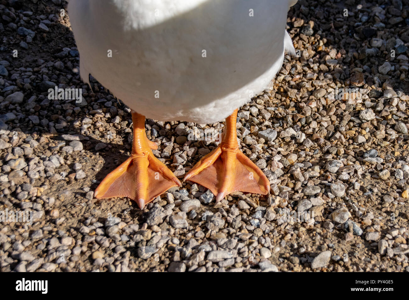 Duck Feet High Resolution Stock Photography and Images Alamy