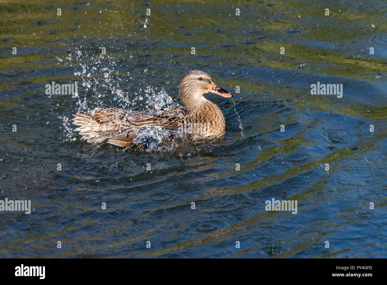 Female mallard duck washing and splashing water Stock Photo - Alamy