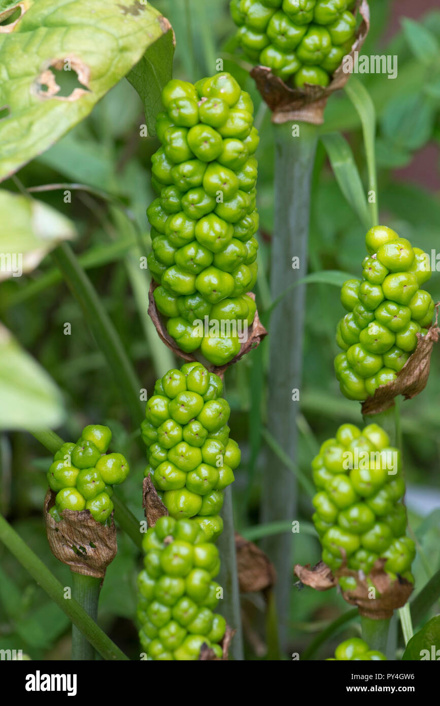 Unripe green fruit or berries on wild arum, cuckoo pint or lords and ladies, Arum maculatum, Berkshire, June Stock Photo