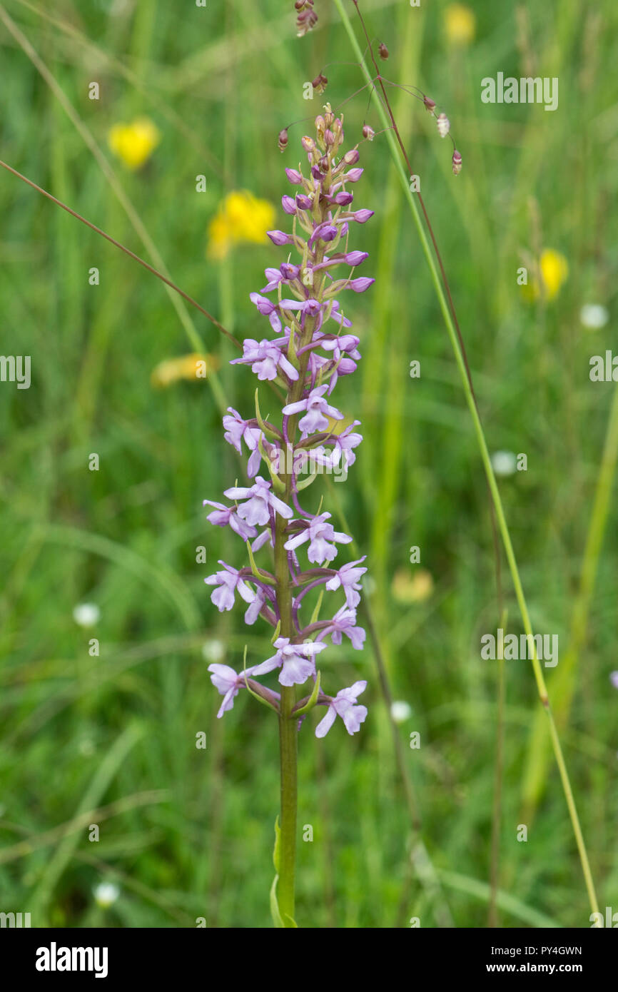 A fragrant orchid, Gymnadenia conopsea, flower spike on plant growing on sparse chalk grassland, Berkshire, June Stock Photo