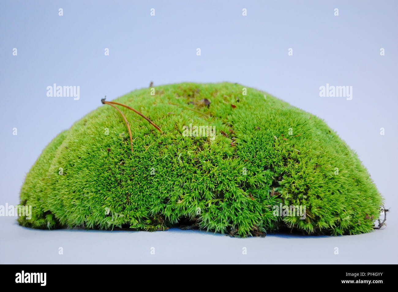 bryophyta moss isolated on white background Stock Photo