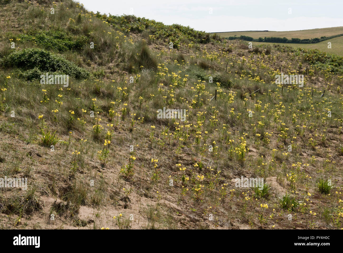 Evening primrose and sparse marram grass growing on Bantham Beach controlling wind erosion on the sand dunes, South Devon, July Stock Photo
