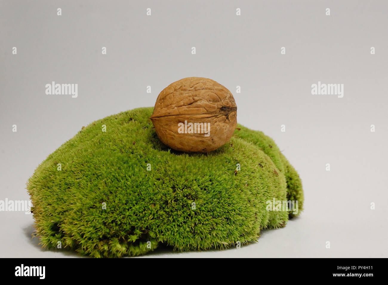 walnut on a stand with moss on a white background Stock Photo