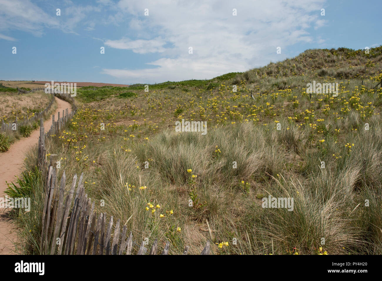 Fenced path through evening primrose and marram grass growing on Bantham Beach controlling wind erosion on the sand dunes, South Devon, July Stock Photo