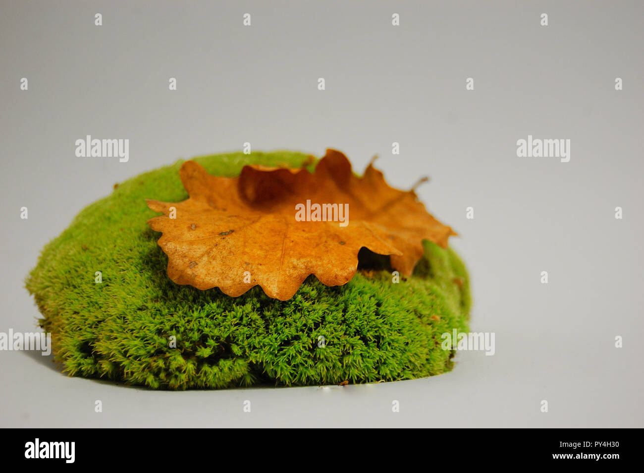 oak leaf on a stand of moss on a white background Stock Photo