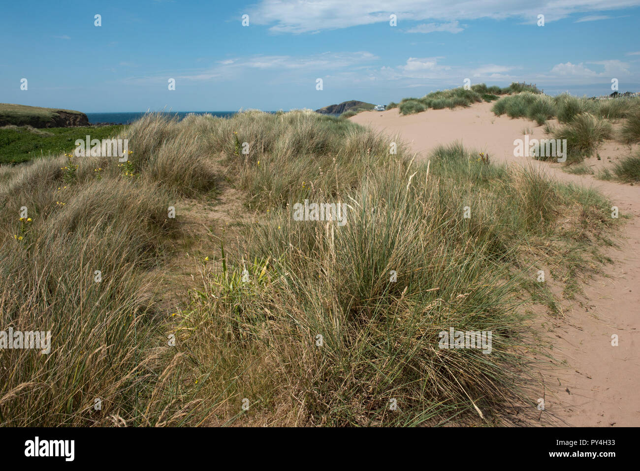 Evening primrose and marram grass growing on Bantham Beach controlling wind erosion on the sand dunes, South Devon, July Stock Photo