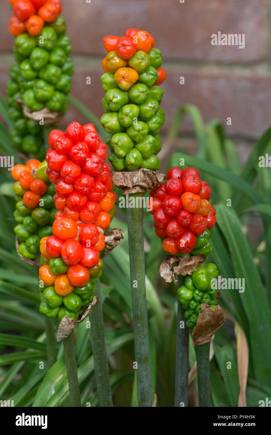Ripening red, green and yellow fruit or berries on wild arum, cuckoo pint or lords and ladies, Arum maculatum, Berkshire, June Stock Photo